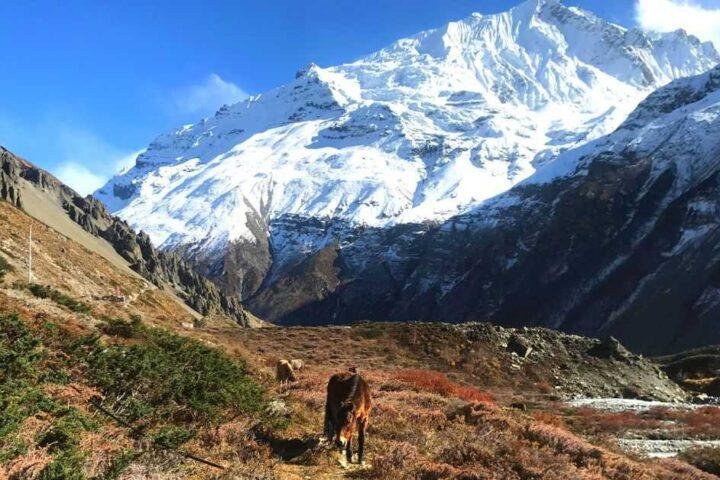 Way to Tilicho Base Camp