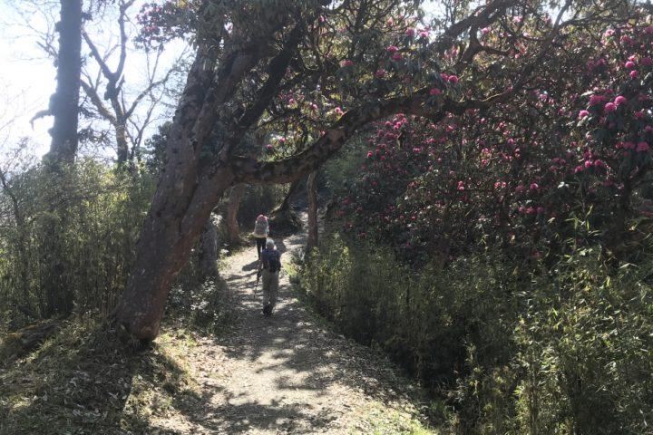 Why Phulchoki hill is the best hiking trail nearby Kathmandu